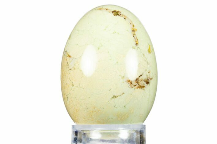 Polished Citron (Lemon) Chrysoprase Egg - Western Australia #312672